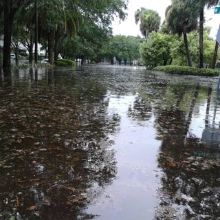Flooded street with reflections of trees.