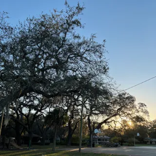 Live oaks in a park overlooking a basketball court with sun setting in background.
